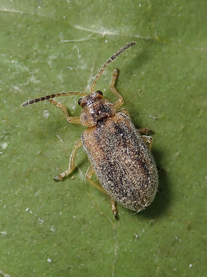 Chrysomelidae: una Galerucella pelosa! Ophraella communa, esotica